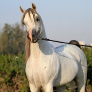 Foaling Announcement